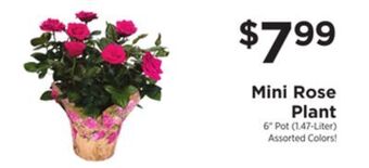 ShopRite Mini rose plant offer