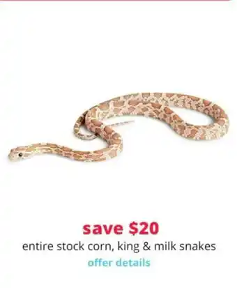 Pet Smart Corn, King & Milk Snakes offer