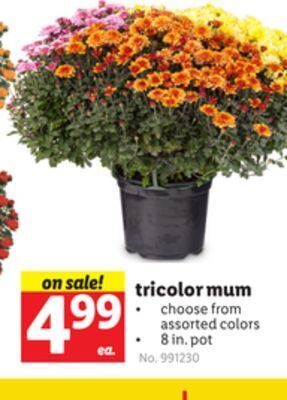 Lidl Tricolor mum offer