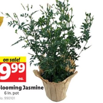 Lidl Blooming jasmine offer