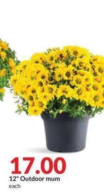Hy-Vee 12 outdoor mum offer