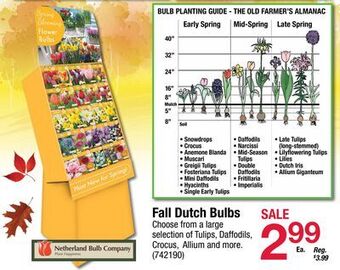 Ace Hardware Fall dutch bulbs offer