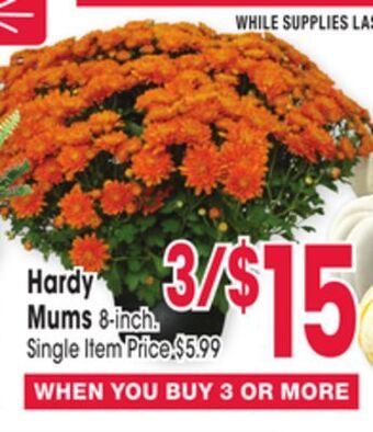 Jewel-Osco Hardy mums offer
