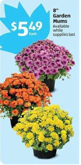 Aldi 8" Garden Mums offer
