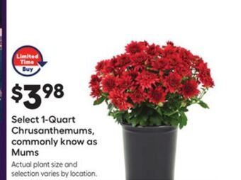 Lowe's Select 1-quart chrysanthemums, commonly know as mums offer