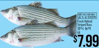 Hmart Fresh hybrid striped bass offer