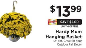 ShopRite Hardy mum hanging basket offer