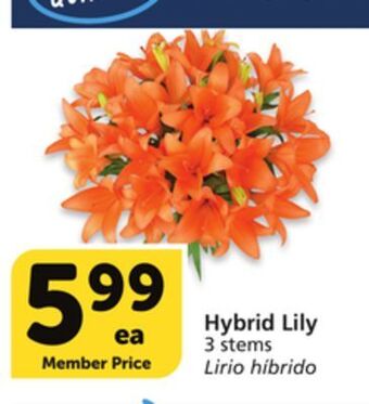 Vons Hybrid lily offer