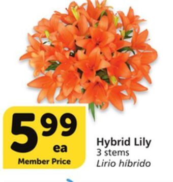 Albertsons Hybrid lily offer
