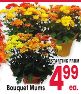 Jewel-Osco Bouquet mums offer