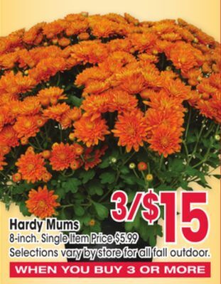 Jewel-Osco Hardy mums offer