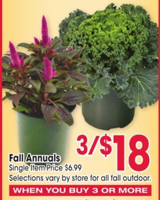 Jewel-Osco Fall annuals offer