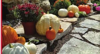 Jewel-Osco Large or medium orange carving pumpkins offer