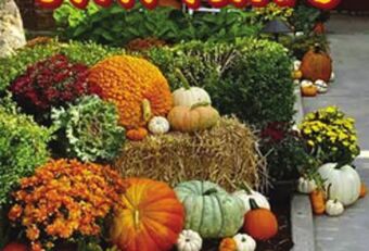 Jewel-Osco Large white carving pumpkins offer