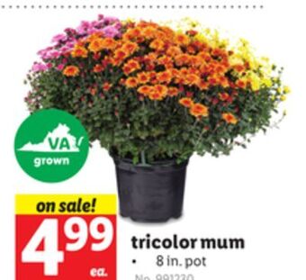 Lidl Tricolor mum offer