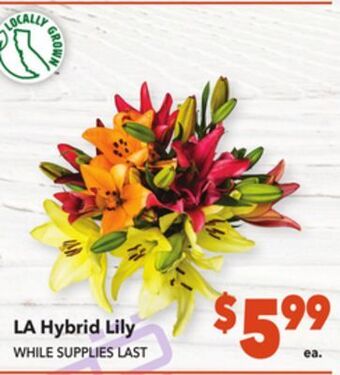 Vallarta Supermarkets La hybrid lily offer