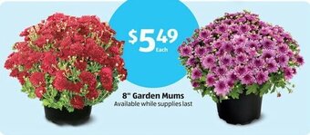 Aldi 8" Garden Mums offer