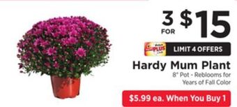 ShopRite Hardy mum plant offer