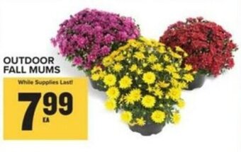 Food Lion OUTDOOR FALL MUMS offer