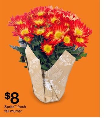 Target Spritz fresh fall mums offer