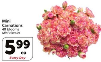 Albertsons Mini carnations offer