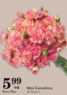 Pavilions Mini carnations offer