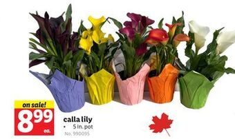Lidl Calla lily offer