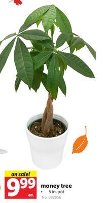 Lidl Money tree offer