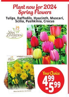 Ocean State Job Lot Plant now for 2024 spring flowers offer
