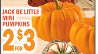 C Town Jack be little mini pumpkins offer