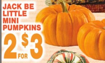 Bravo Supermarkets Jack be little mini pumpkins offer