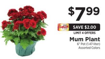 ShopRite Mum plant offer
