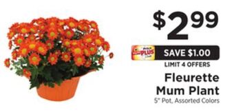 ShopRite Fleurette mum plant offer