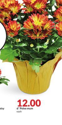 Hy-Vee 6 pelee mum offer