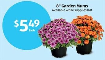 Aldi 8" Garden Mums offer