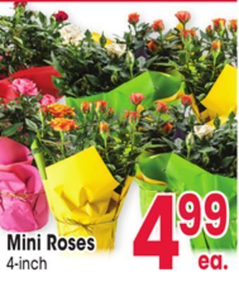 Jewel-Osco Mini roses offer
