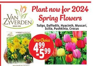 Ocean State Job Lot Plant now for 2024 spring flowers offer