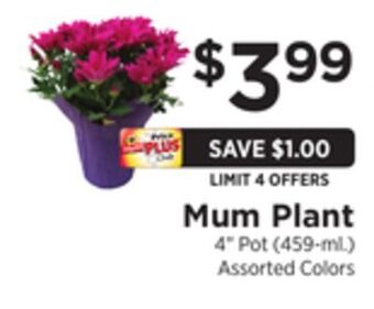 ShopRite Mum plant offer
