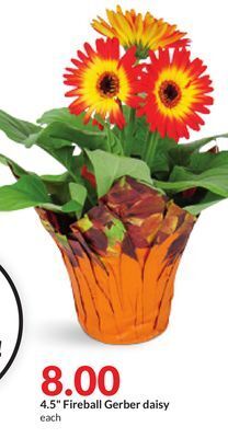 Hy-Vee 4.5 fireball gerber daisy offer