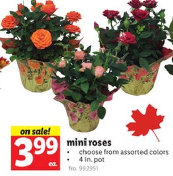 Lidl Mini roses offer