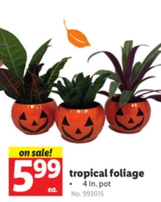 Lidl Tropical foliage offer