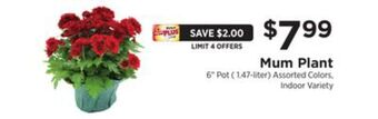 ShopRite Mum plant offer
