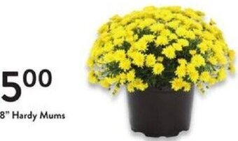 Fresh Thyme 8" Hardy Mums offer