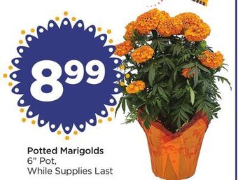 Food 4 Less Potted marigolds offer