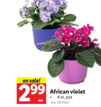 Lidl African violet offer
