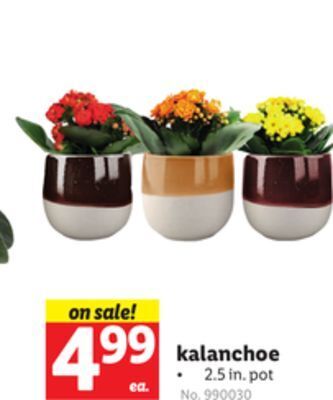 Lidl Kalanchoe offer