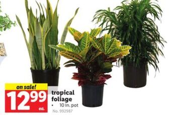Lidl Tropical foliage offer