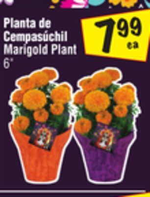 El Super Marigold plant offer