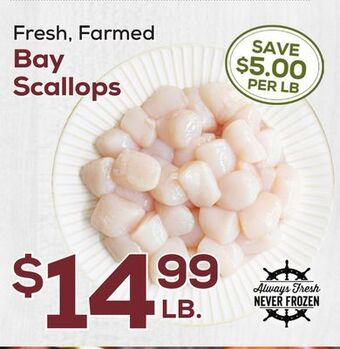 DeCicco & Sons Bay scallops offer