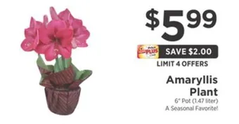 ShopRite Amaryllis plant offer